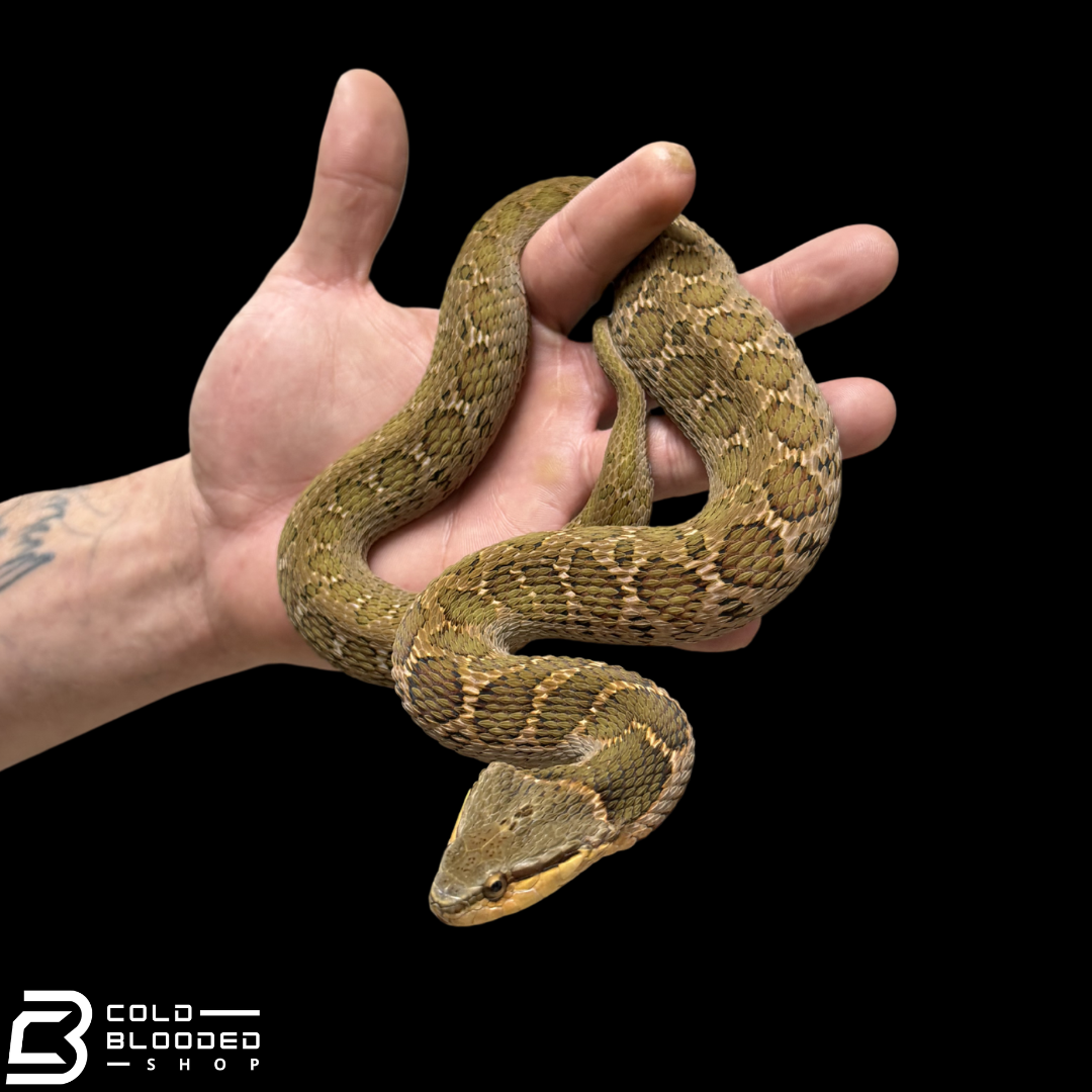 False Habu - Pseudagkistrodon rudis