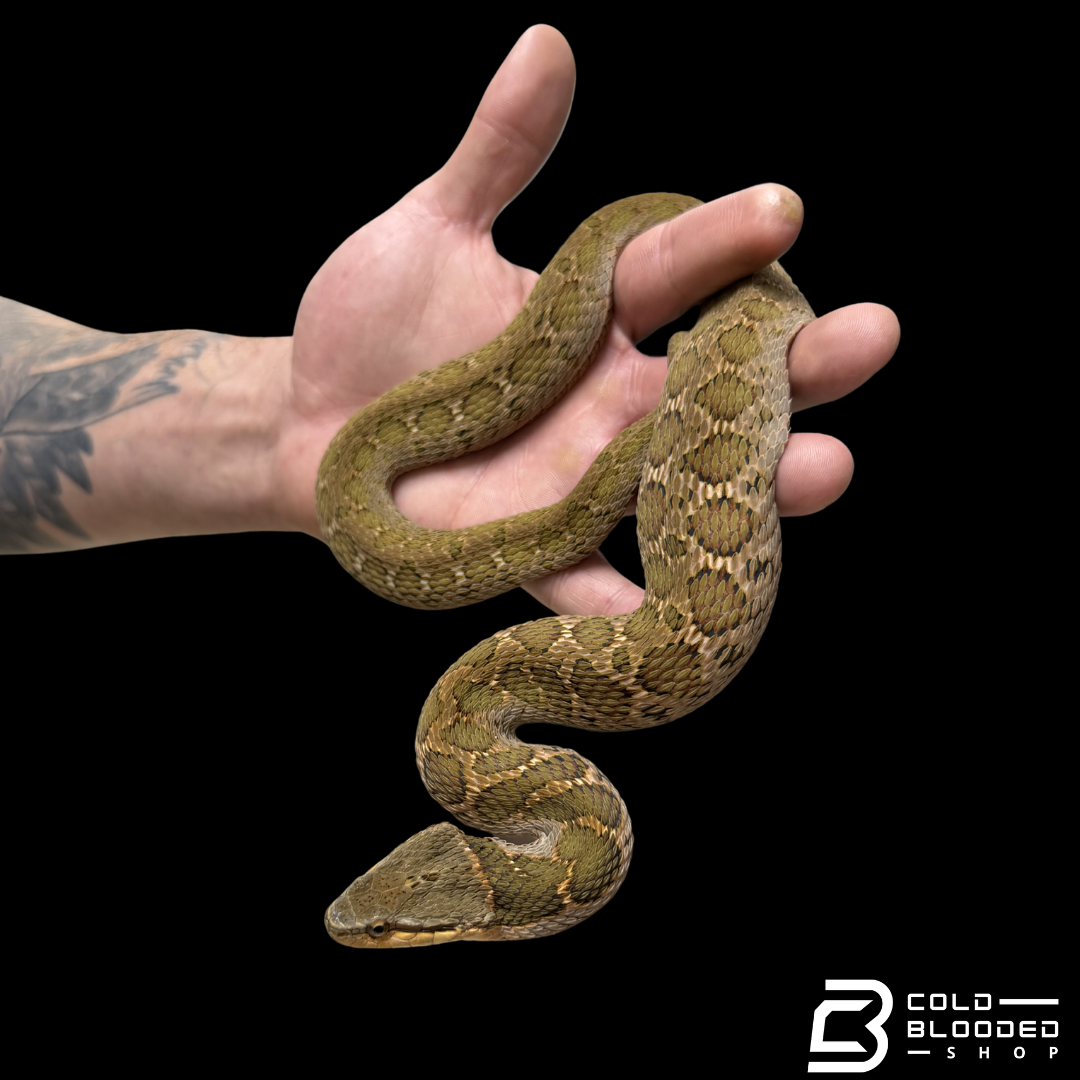 False Habu - Pseudagkistrodon rudis