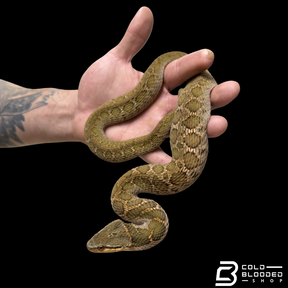 False Habu - Pseudagkistrodon rudis