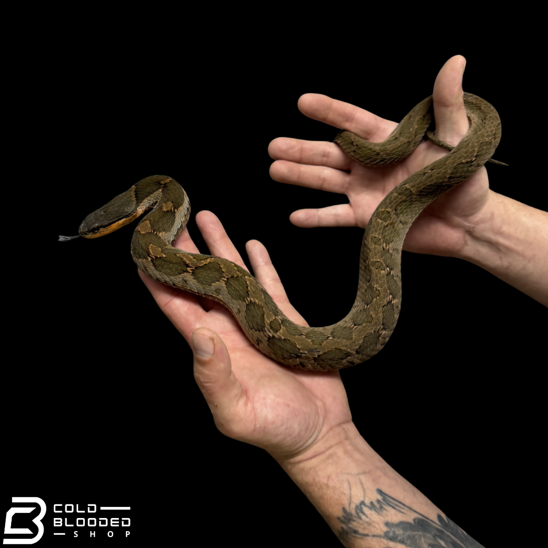 False Habu - Pseudagkistrodon rudis