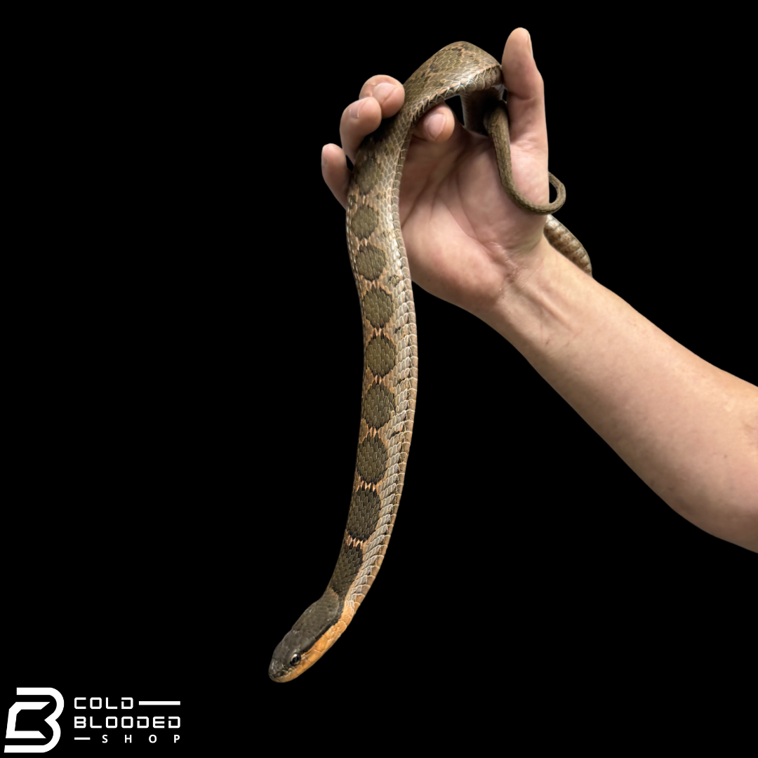 False Habu - Pseudagkistrodon rudis