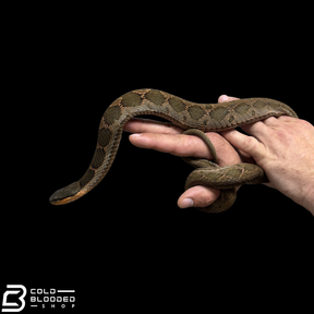 False Habu - Pseudagkistrodon rudis