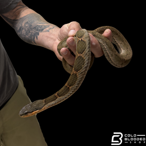 False Habu - Pseudagkistrodon rudis