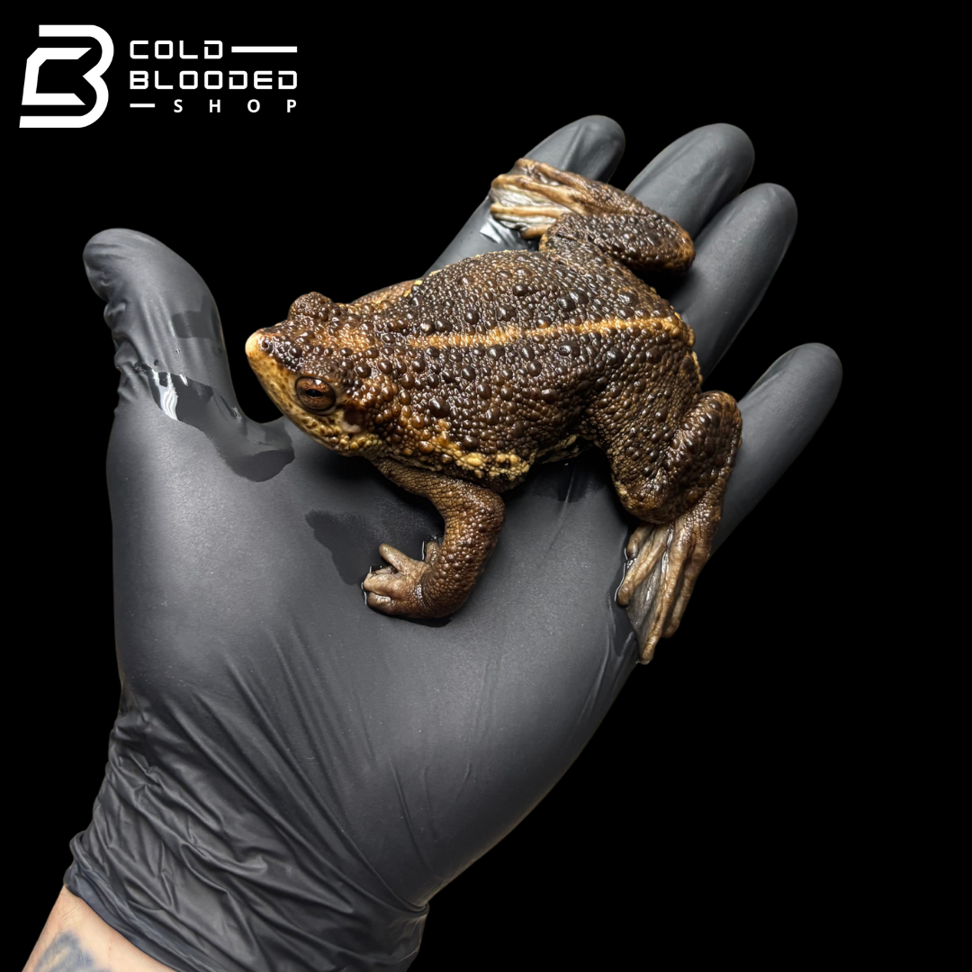 False Toad - Pseudobufo subasper