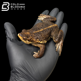 False Toad - Pseudobufo subasper
