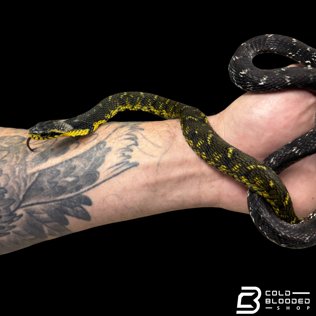 Large-eyed Bamboo Snake Pair - Pseudoxenodon macrops