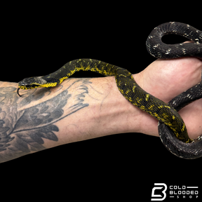 Large-eyed Bamboo Snake Pair - Pseudoxenodon macrops