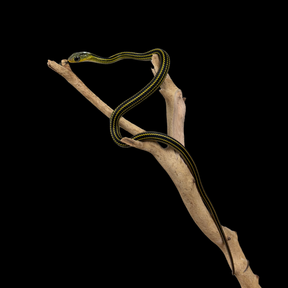 Baby Big Eyed Rat Snakes - Ptyas dhumnades