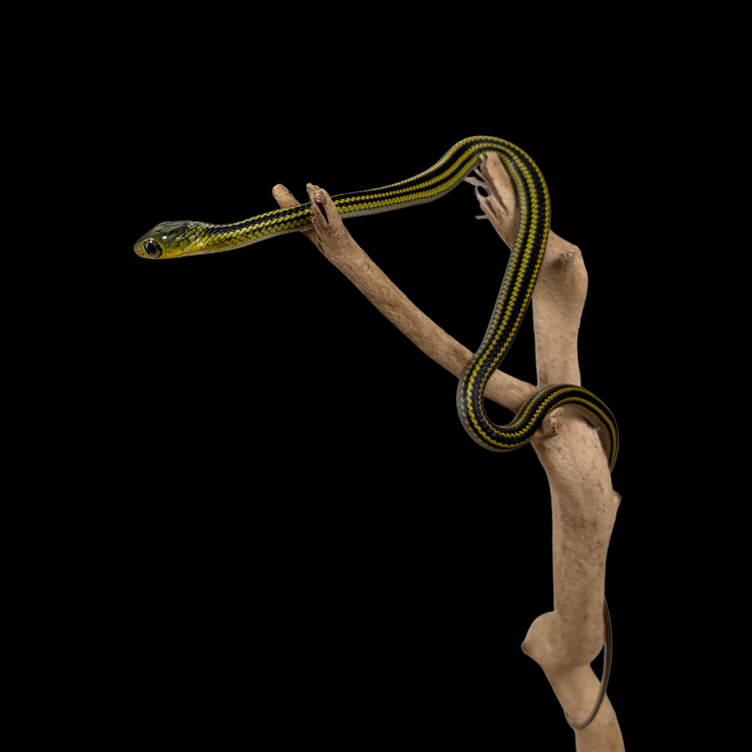 Baby Big Eyed Rat Snakes - Ptyas dhumnades