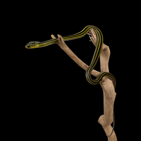 Baby Big Eyed Rat Snakes - Ptyas dhumnades