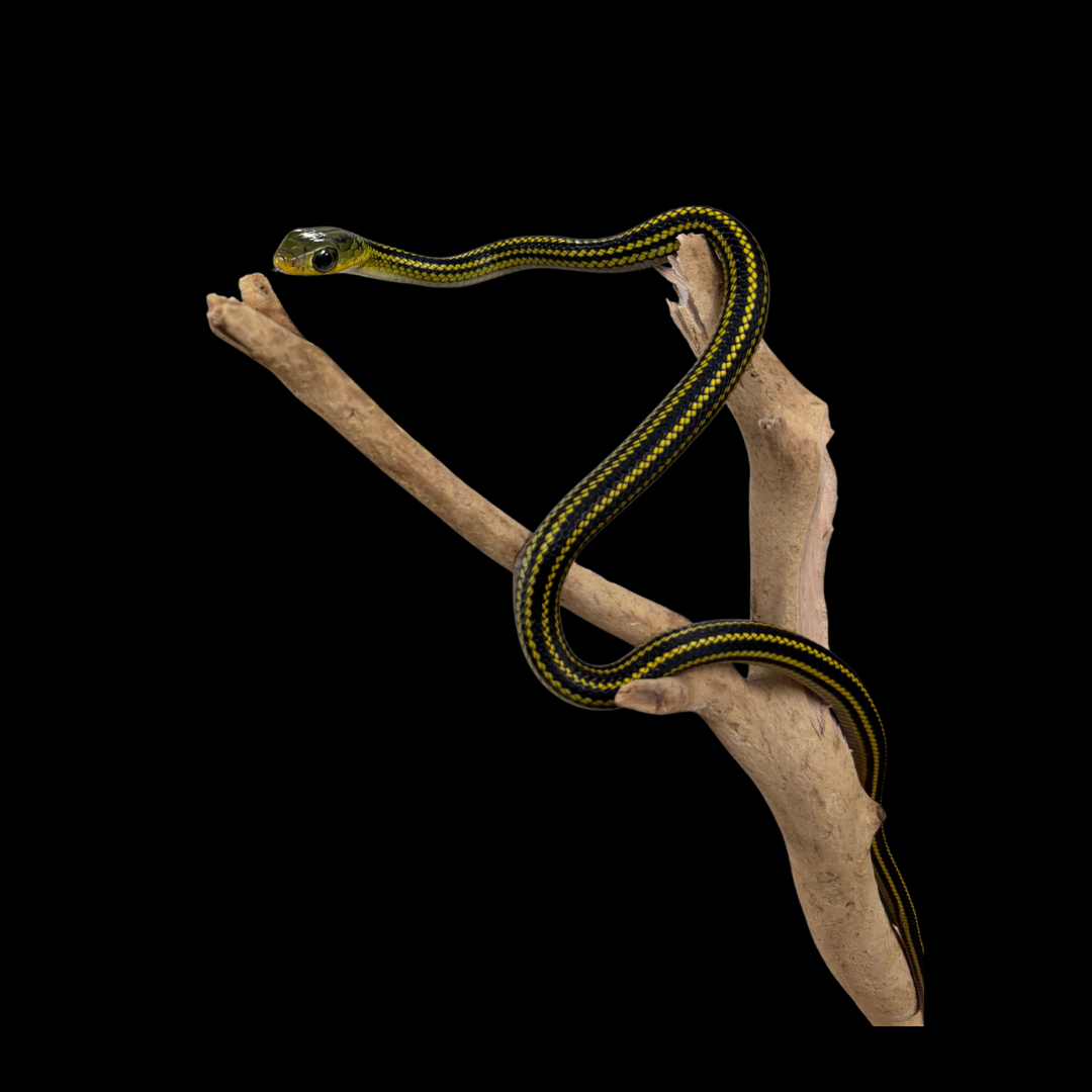 Baby Big Eyed Rat Snakes - Ptyas dhumnades