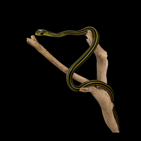 Baby Big Eyed Rat Snakes - Ptyas dhumnades