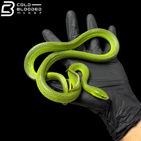Chinese Green Snake Pairs - Ptyas major