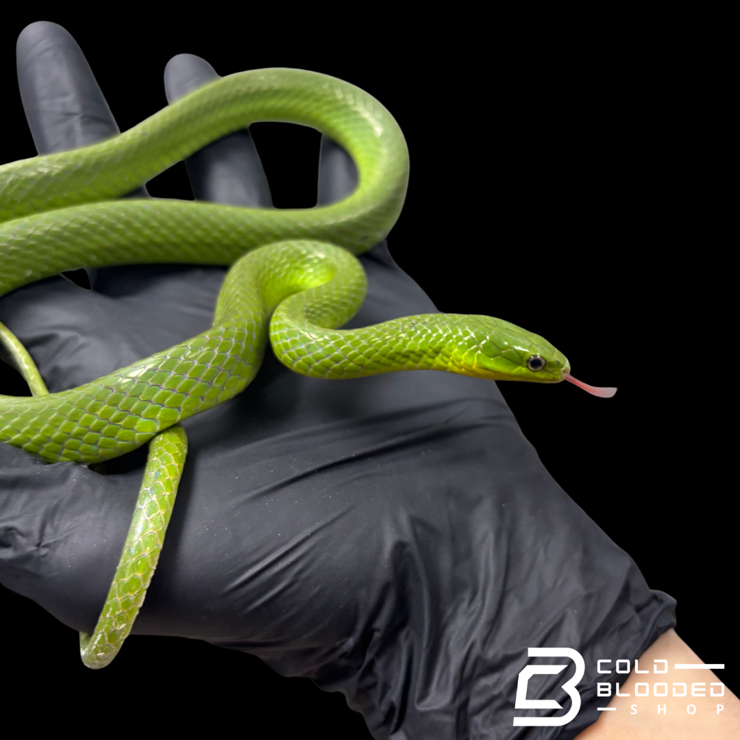 Chinese Green Snake Pairs - Ptyas major