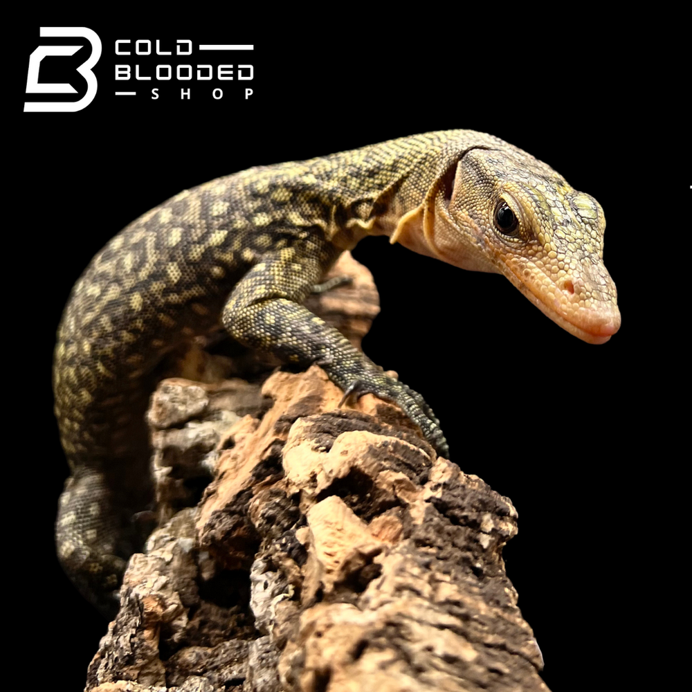 Shop Monitor Lizards Online – Tree Monitors, Water Monitors, & More ...