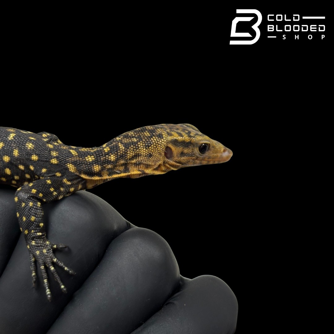 Baby Quince Monitor - Varanus melinus #1