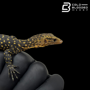 Baby Quince Monitor - Varanus melinus #1