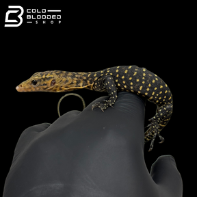 Baby Quince Monitor - Varanus melinus #1