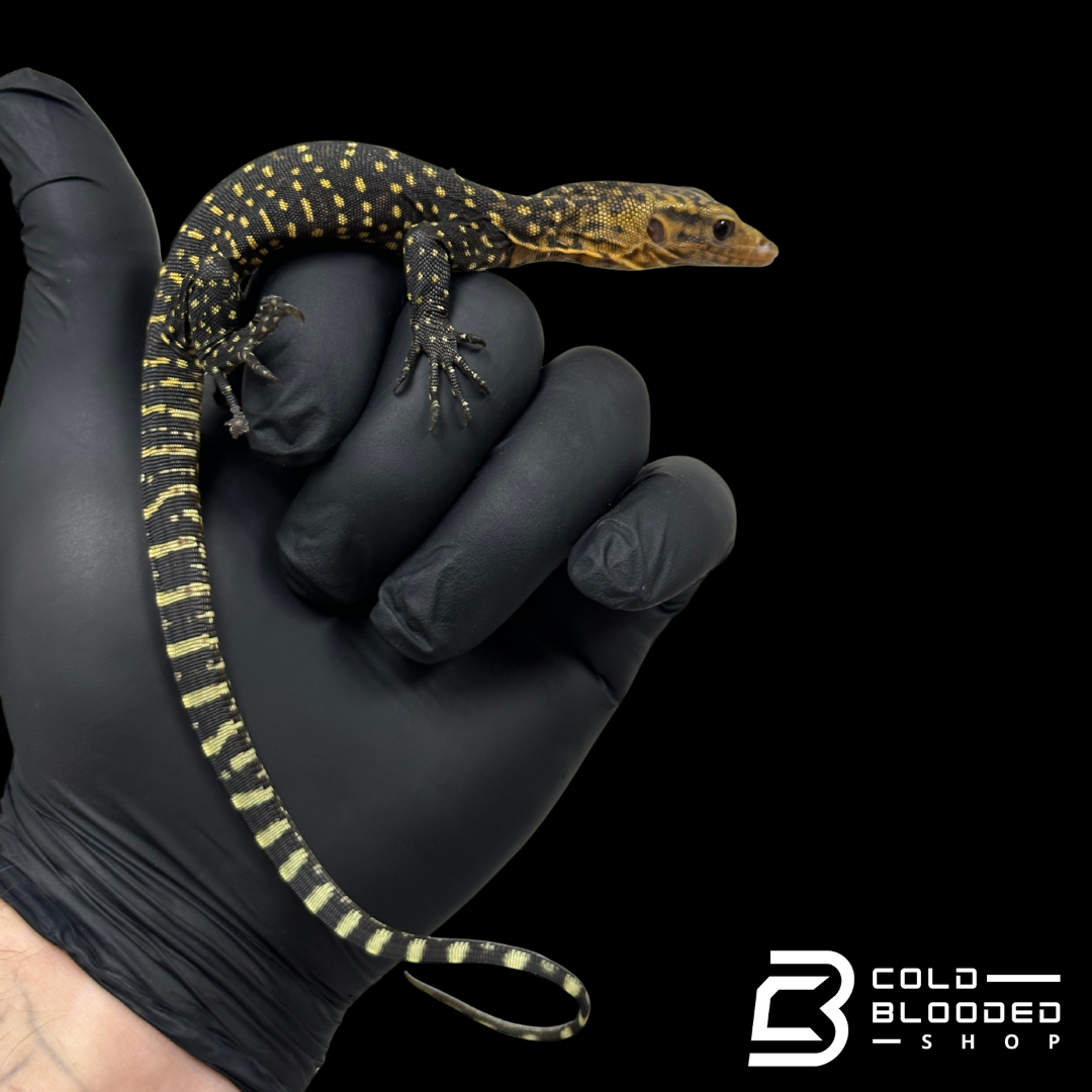 Baby Quince Monitor - Varanus melinus #1