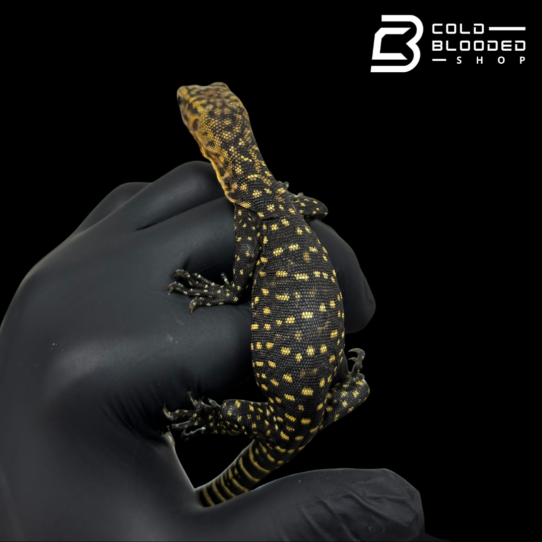 Baby Quince Monitor - Varanus melinus #1