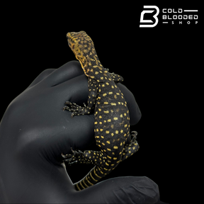 Baby Quince Monitor - Varanus melinus #1