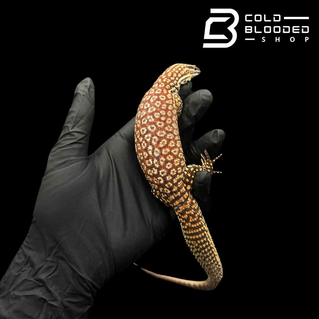 Juvenile Female Red Ackie Monitor - Varanus acanthurus