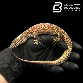 Juvenile Female Red Ackie Monitor - Varanus acanthurus