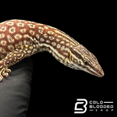 Juvenile Female Red Ackie Monitor - Varanus acanthurus