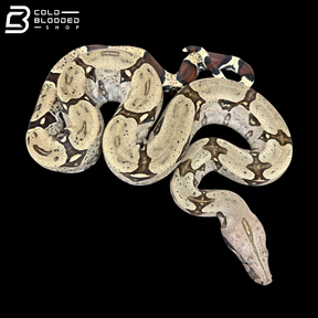 Female Suriname Boa Constrictor - Boa constrictor constrictor