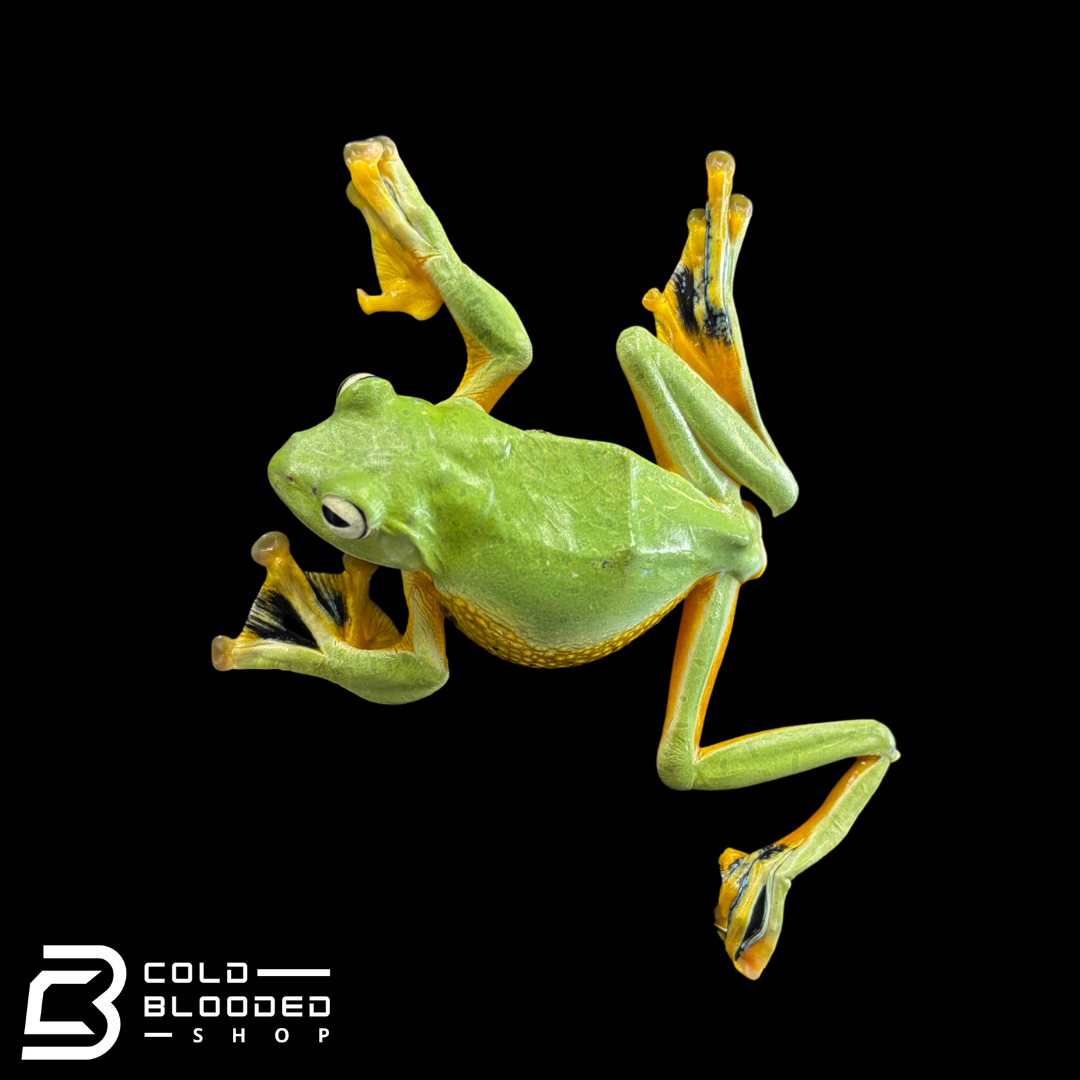 Black-Webbed Flying Frog - Rhacophorus reinwardtii
