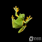 Black-Webbed Flying Frog - Rhacophorus reinwardtii
