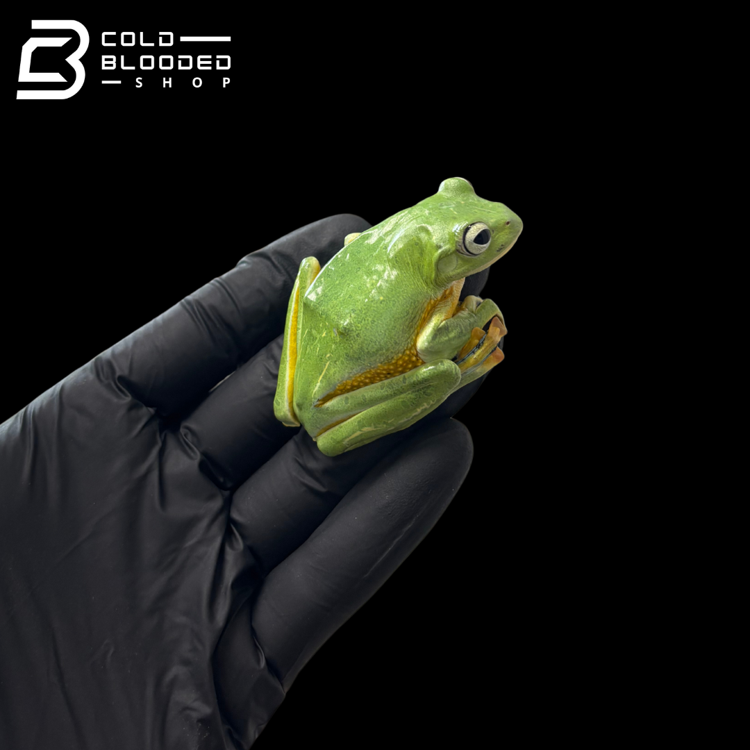 Black-Webbed Flying Frog - Rhacophorus reinwardtii