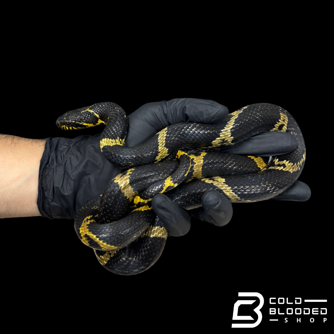 Russian Rat Snake Pair - Elaphe schrenckii