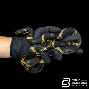 Russian Rat Snake Pair - Elaphe schrenckii