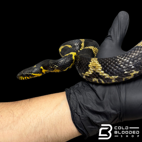 Russian Rat Snake Pair - Elaphe schrenckii