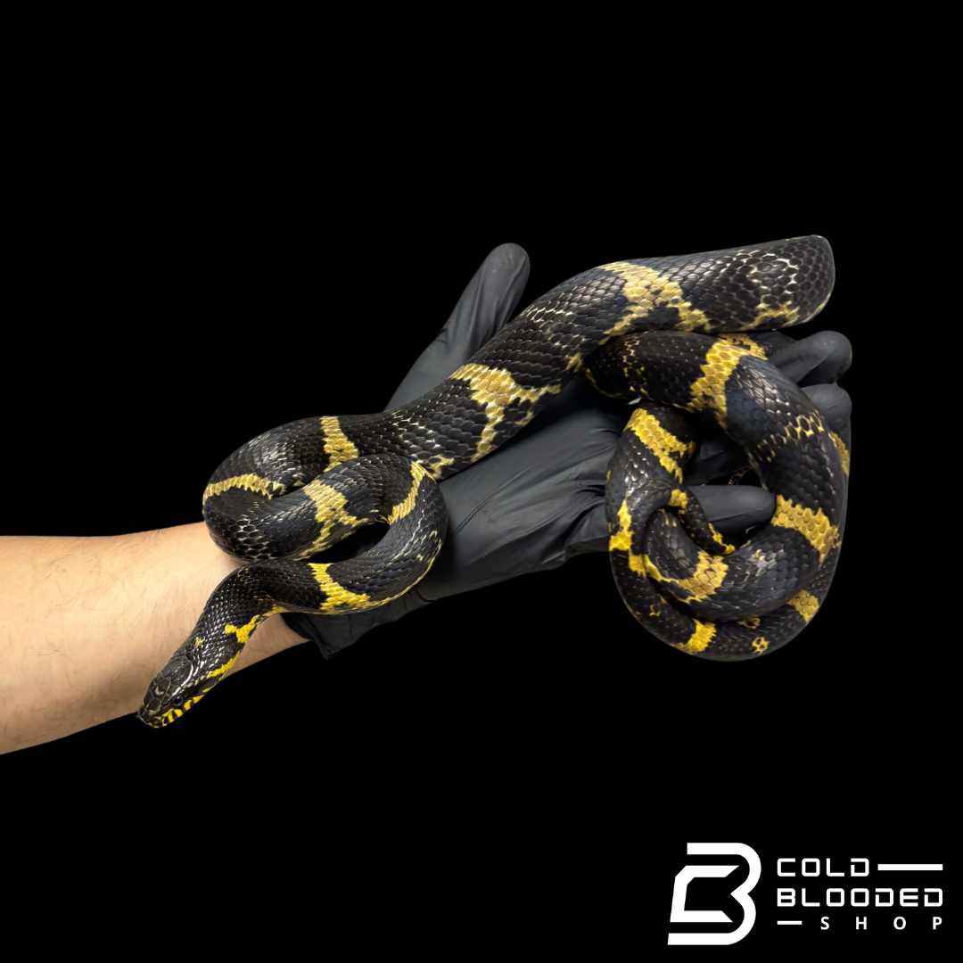 Russian Rat Snake Pair - Elaphe schrenckii