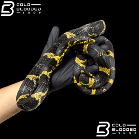 Russian Rat Snake Pair - Elaphe schrenckii