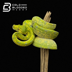 Female Juvenile Biak Green Tree Python - Cold Blooded Shop