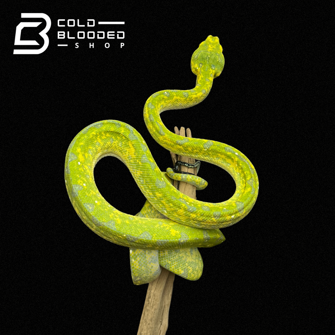 Female Juvenile Biak Green Tree Python - Cold Blooded Shop