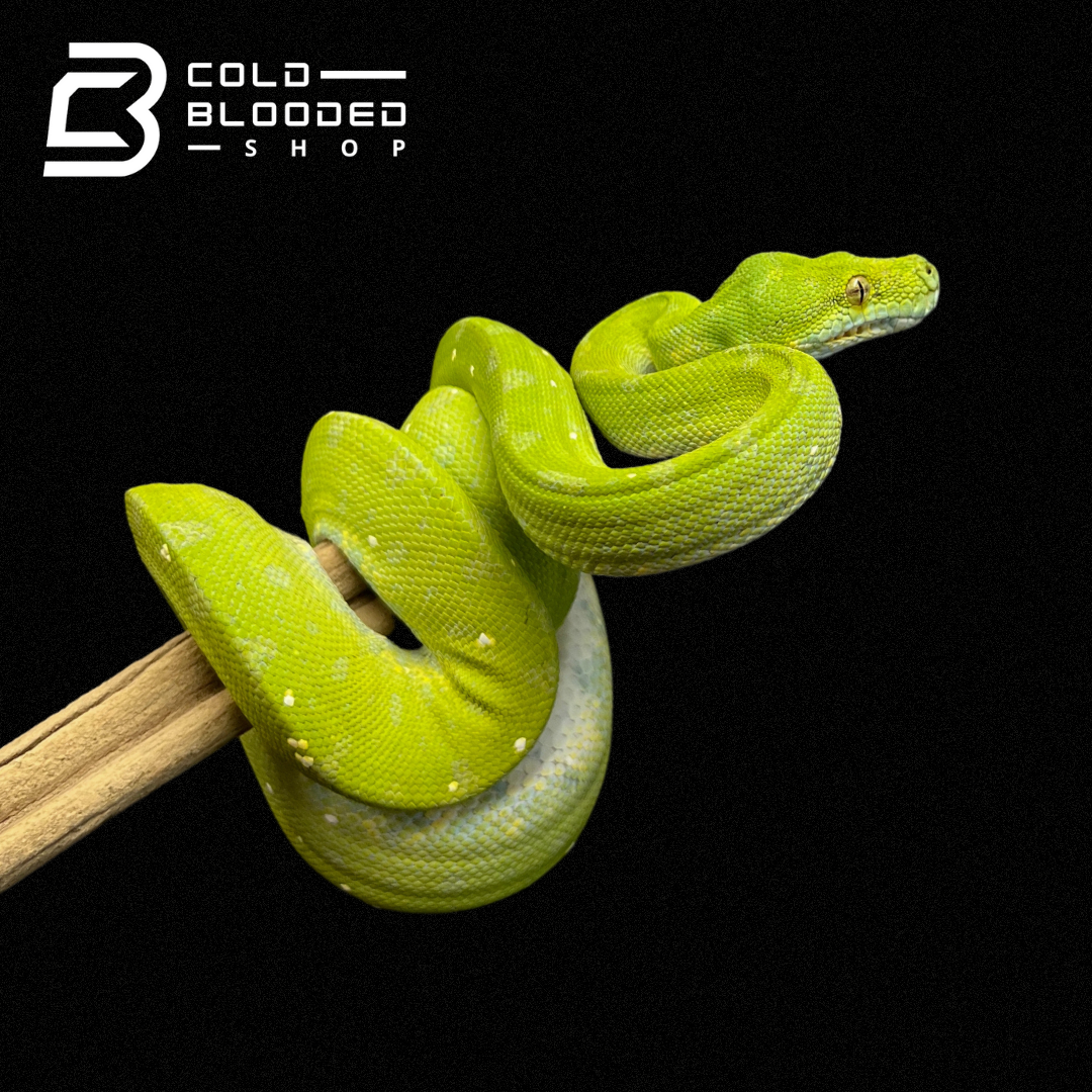 Juvenile Biak Green Tree Python - Cold Blooded Shop