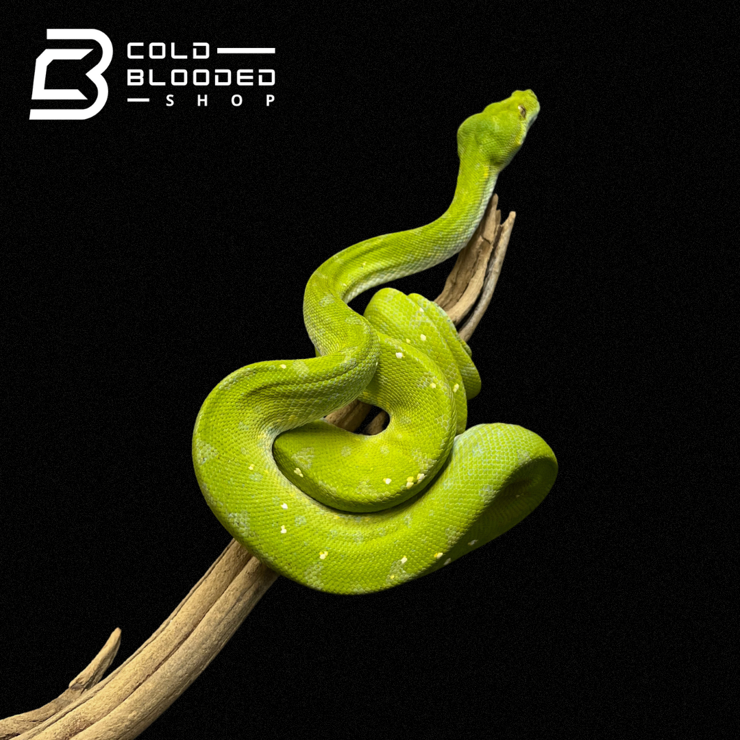 Juvenile Biak Green Tree Python - Cold Blooded Shop