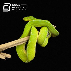 Male Juvenile Green Tree Python - Cold Blooded Shop