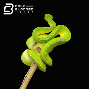 Male Juvenile Green Tree Python - Cold Blooded Shop