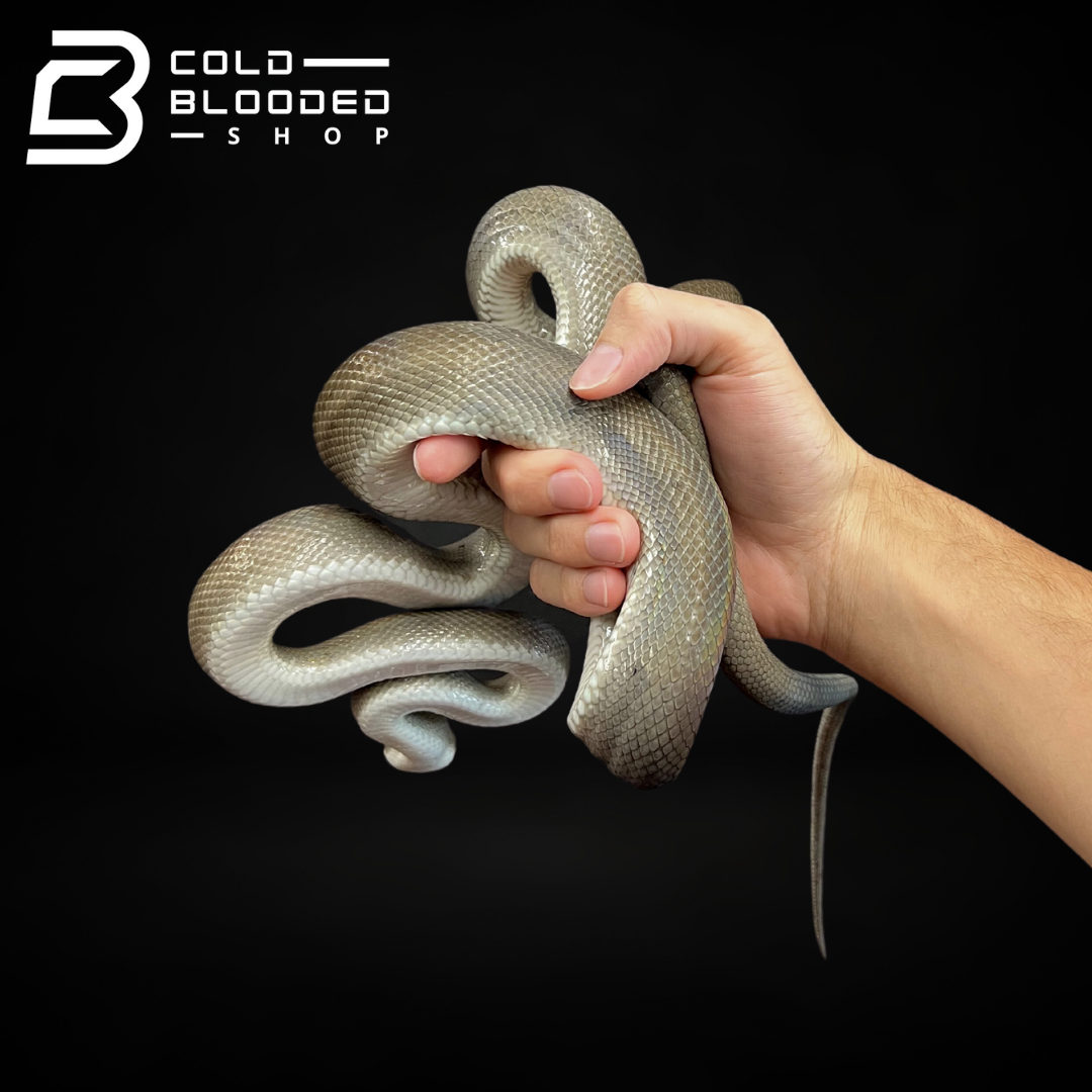 Sub-Adult Male Tanimbar Python - Simalia nauta - Cold Blooded Shop