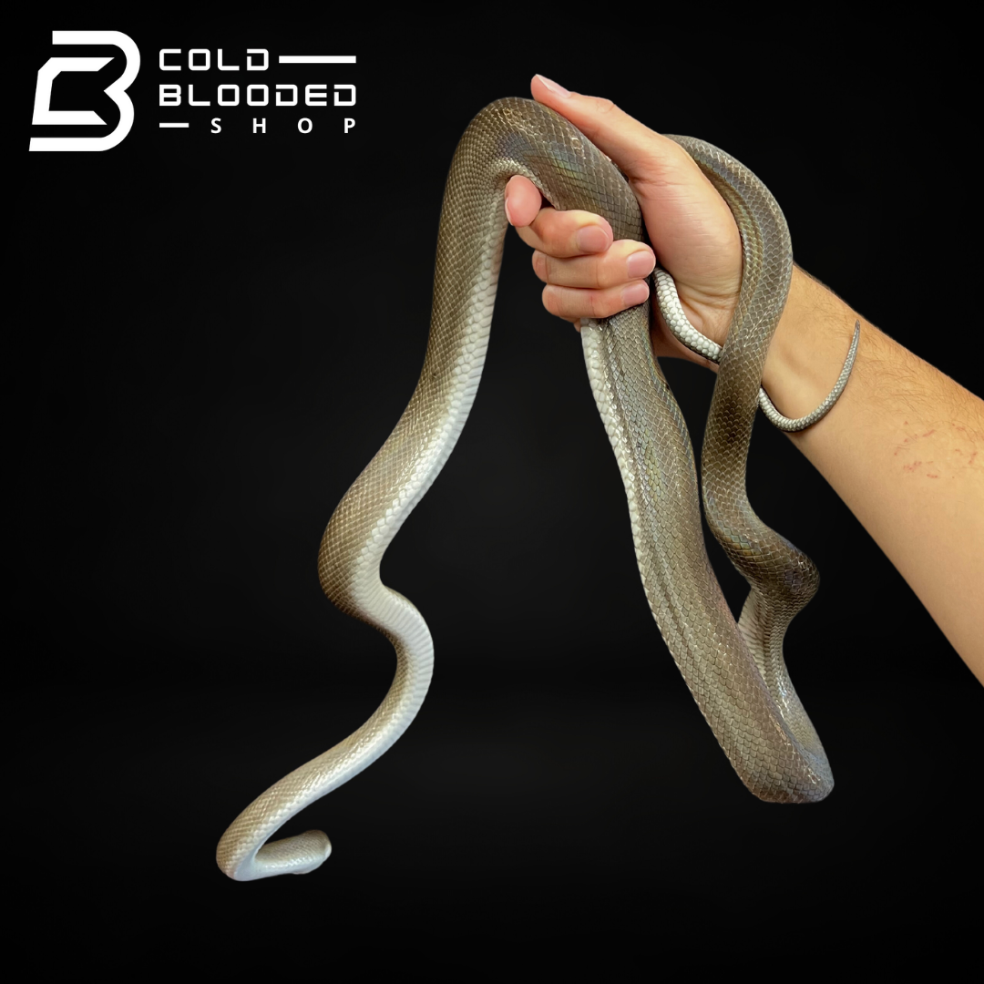 Sub-Adult Male Tanimbar Python - Simalia nauta - Cold Blooded Shop