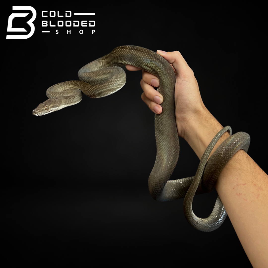 Sub-Adult Male Tanimbar Python - Simalia nauta