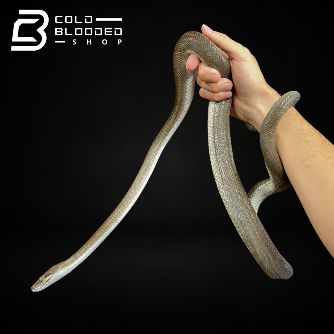 Sub-Adult Male Tanimbar Python - Simalia nauta