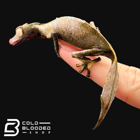 Female Satanic Leaf-tailed Gecko - Uroplatus phantasticus - Cold Blooded Shop