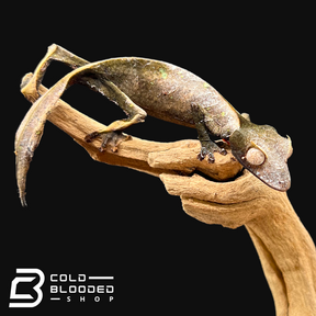 Satanic Leaf-tailed Geckos - Uroplatus phantasticus Satanic Leaf-tailed Geckos - Uroplatus phantasticus