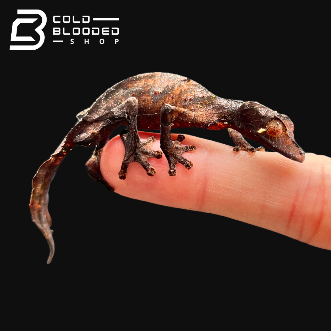 Male Satanic Leaf-tailed Gecko - Uroplatus phantasticus - Cold Blooded Shop